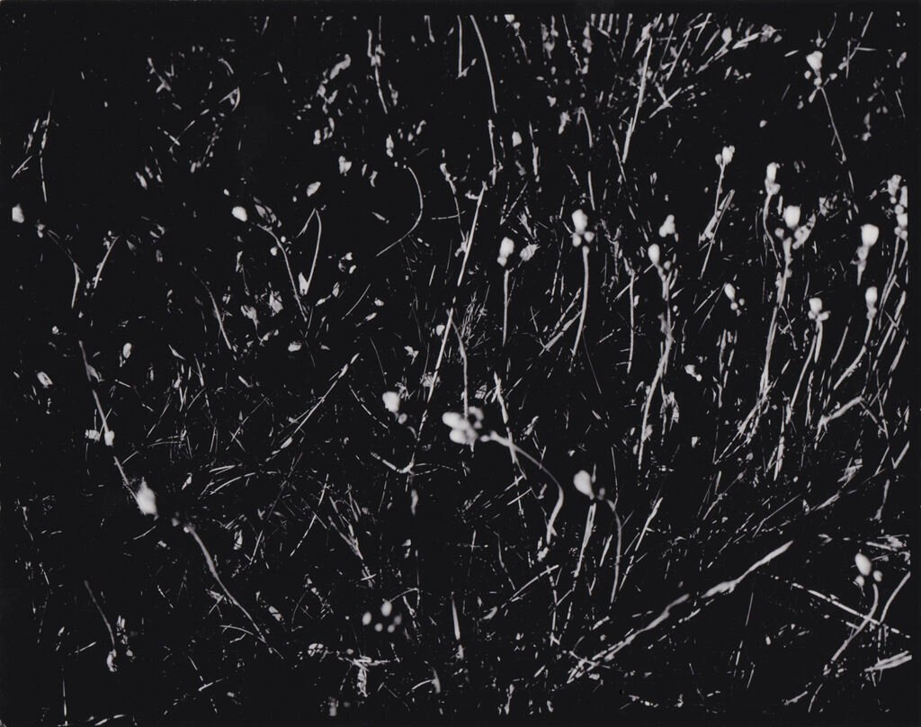 Deanna Pizzitteli, Laimun Residency